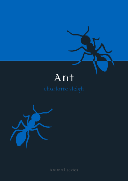 Ant Ant