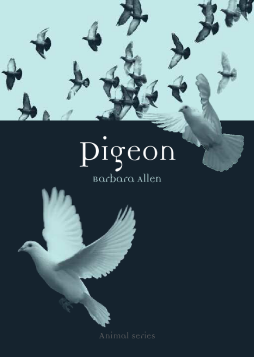 Pigeon Pigeon