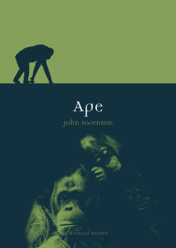 Ape Ape