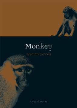 Monkey Monkey