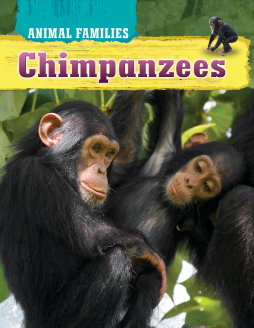 Animal Families - Chimpanzees Animal Families - Chimpanzees