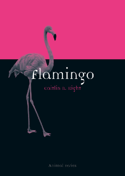 Flamingo Flamingo