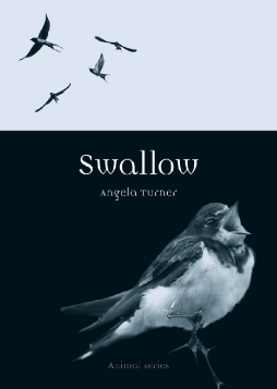 Swallow Swallow
