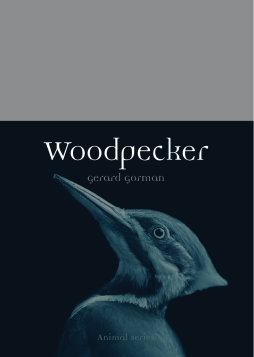 Woodpecker Woodpecker