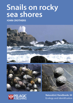 Snails on rocky sea shores Snails on rocky sea shores