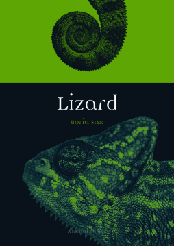 Lizard Lizard