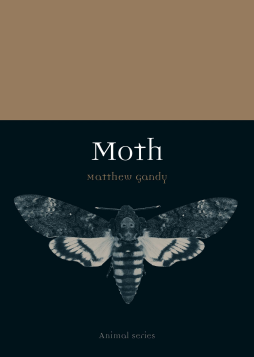 Moth Moth