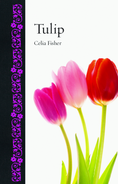 Tulip Tulip