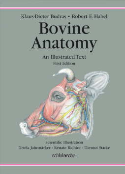 Bovine Anatomy