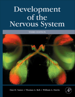Development of the Nervous System Development of the Nervous System