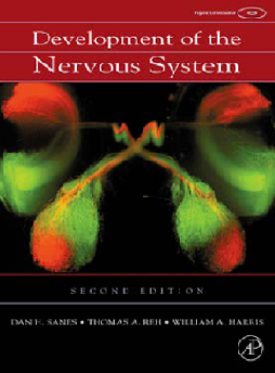 Development of the Nervous System Development of the Nervous System