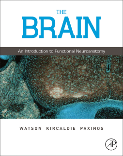 The Brain The Brain