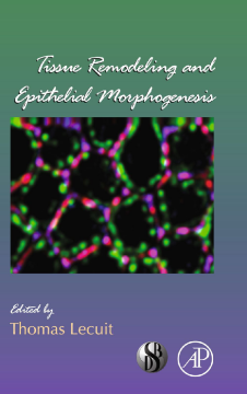 Tissue Remodeling and Epithelial Morphogenesis Tissue Remodeling and Epithelial Morphogenesis
