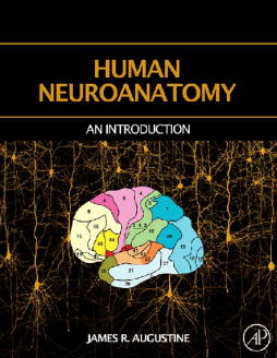 Human Neuroanatomy Human Neuroanatomy